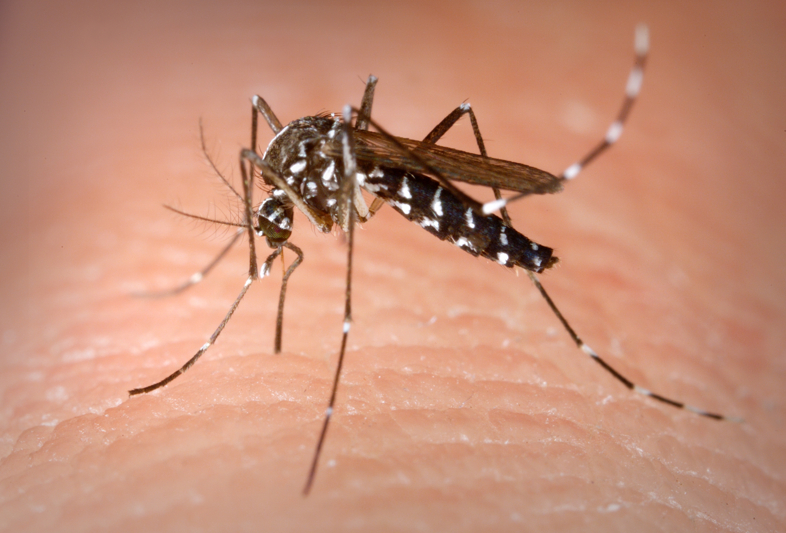 Caso di Chikungunya a Borgo Trento, scatta la disinfestazione