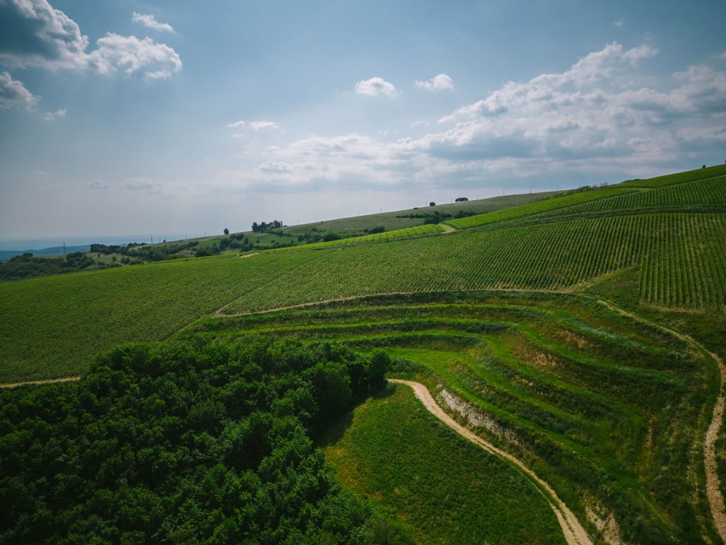 collina dei ciliegi