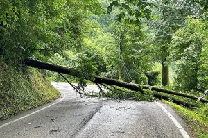 albero caduto