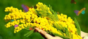 Mimosa
