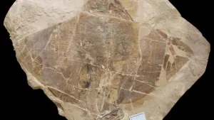 bolca unesco